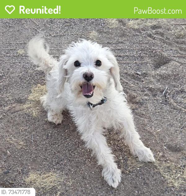 Reunited Female Dog last seen E Charleston Blvd & S Eastern Ave, Las Vegas, NV 89101, USA, Las Vegas, NV 89101