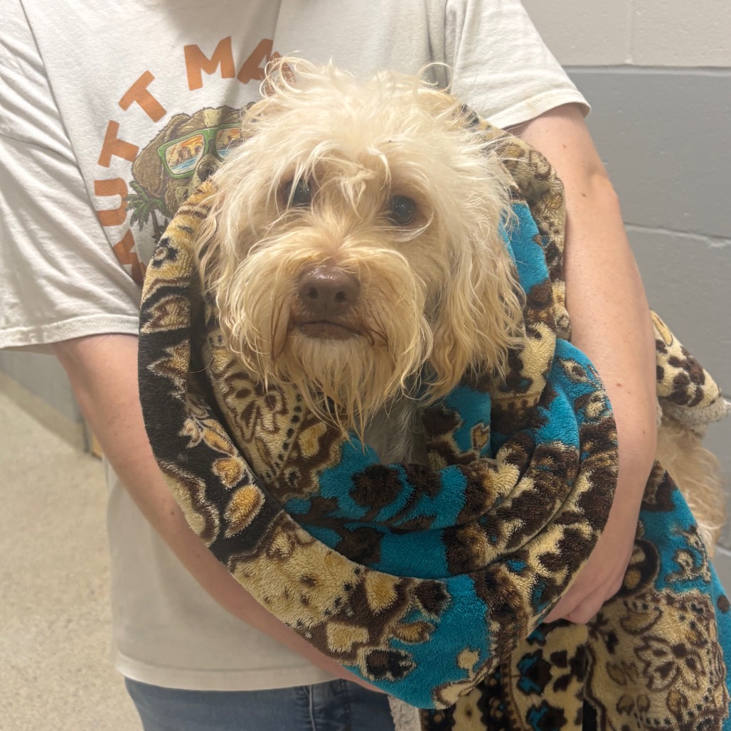 Shelter Stray Male Dog last seen , 8464 Beach Blvd, Jacksonville, FL 32216, USA