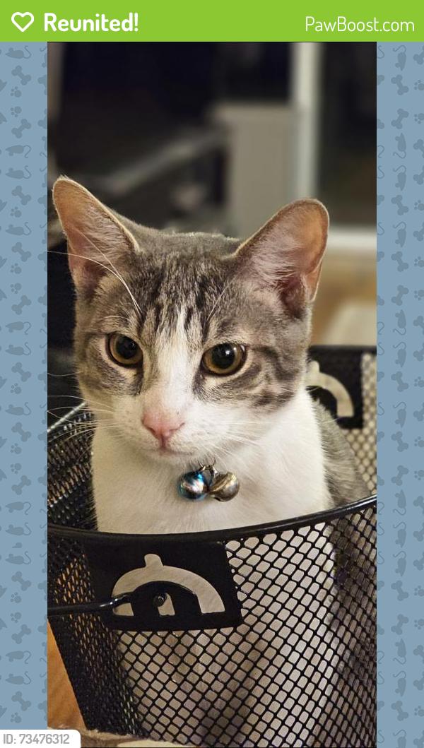 Reunited Male Cat last seen Raleigh & Hamilton, Costa Mesa, CA 92627