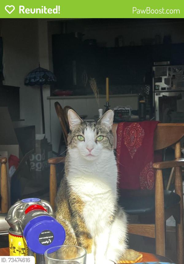 Reunited Male Cat last seen Hull between Boyland and Rockaway, Brooklyn, NY 11233