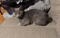 Reunited Female Cat last seen Found on Kensington Rd. Taylors, Parker, SC 29611