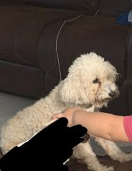 Reunited Female Dog last seen Near S Fiske blvrd, Rockledge, FL 32955