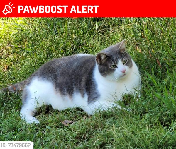 Lost Male Cat last seen Oakridge Church Rd, Connelly Springs, NC 28612