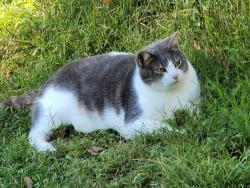 Lost Male Cat last seen Oakridge Church Rd, Connelly Springs, NC 28612