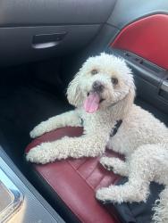 Lost Female Dog last seen Lakemead & Las Vegas blvd, North Las Vegas, NV 89030