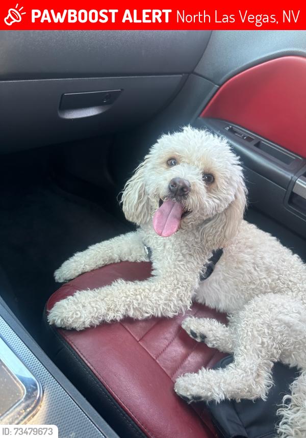 Lost Female Dog last seen Lakemead & Las Vegas blvd, North Las Vegas, NV 89030