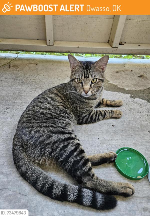 Found/Stray Male Cat last seen Preston Lakes apmts, Owasso, OK 74055