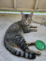 Found/Stray Male Cat last seen Preston Lakes apmts, Owasso, OK 74055