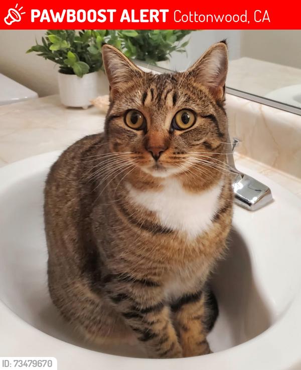 Lost Female Cat last seen Majestic and Melody, Cottonwood, CA 96022