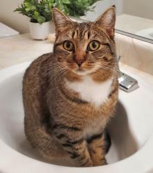 Lost Female Cat last seen Majestic and Melody, Cottonwood, CA 96022
