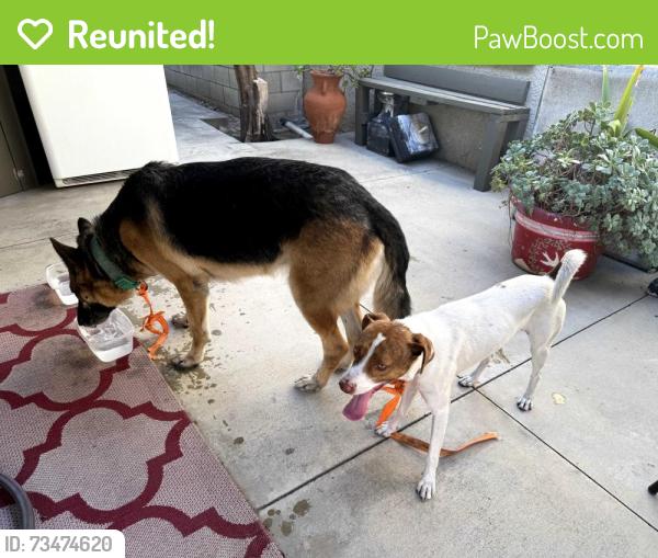 Reunited Unknown Dog last seen Druid st., Los Angeles, CA 90032