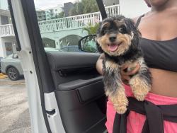 Reunited Male Dog last seen Mcnicol middle, Hollywood, FL 33020