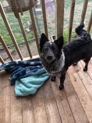 Reunited Female Dog last seen North of Airport, Lubbock, TX 79350