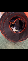 Lost Female Cat last seen Broadway Ave, North Irwin, PA 15642
