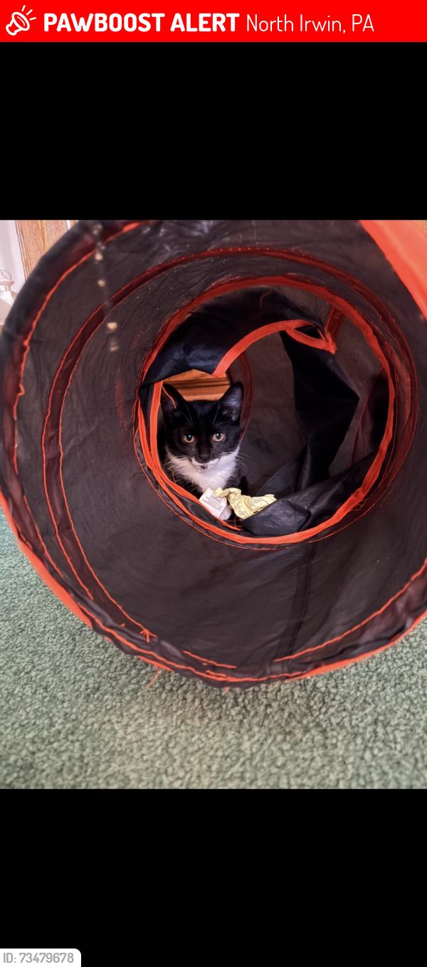 Lost Female Cat last seen Broadway Ave, North Irwin, PA 15642