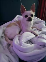 Reunited Female Dog last seen Euclid close to Vons, Santa Monica, CA 90403