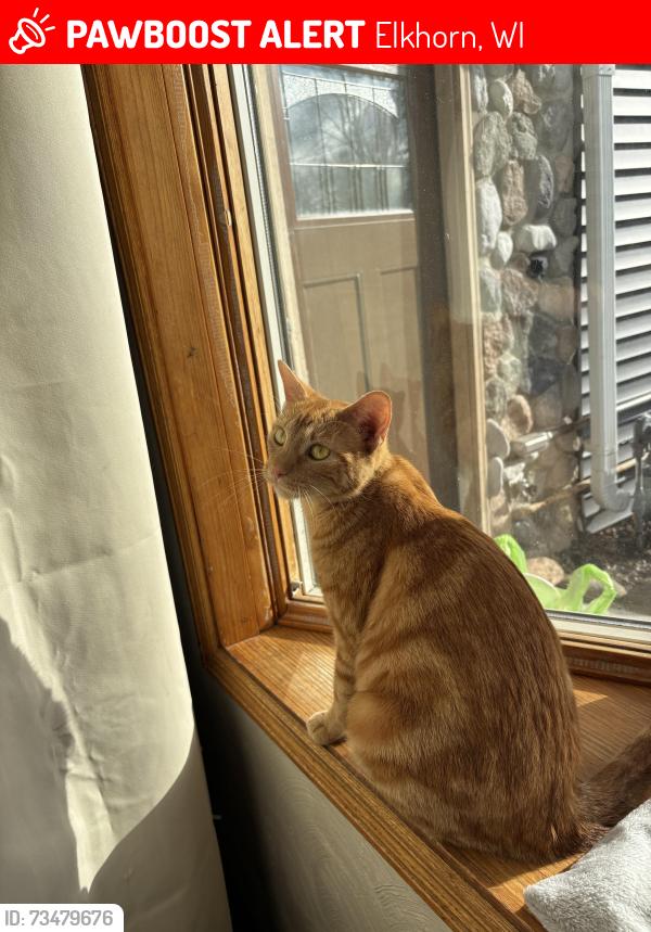 Lost Female Cat last seen The Silver - Bar, Elkhorn, WI 53121