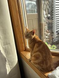 Lost Female Cat last seen The Silver - Bar, Elkhorn, WI 53121