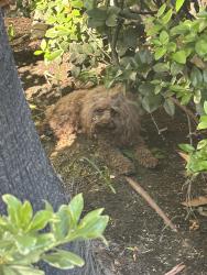 Reunited Female Dog last seen Near E 4th st Ontario ca, Ontario, CA 91764