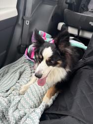 Reunited Male Dog last seen Breckenridge St Ennis Tx, Ennis, TX 75119