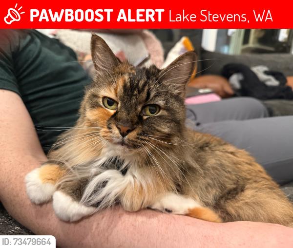 Lost Female Cat last seen W Davies Rd Loop & S Davies Rd, Lake Stevens, WA 98258