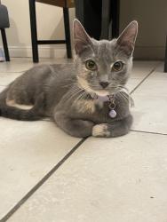 Lost Female Cat last seen 16th st, Long Beach, CA 90804