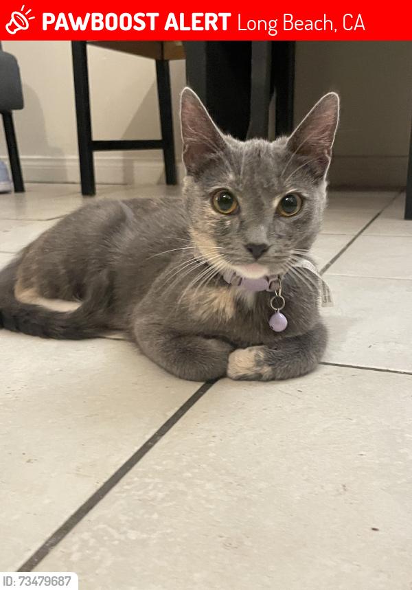 Lost Female Cat last seen 16th st, Long Beach, CA 90804