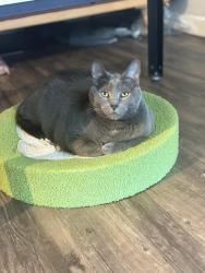 Reunited Male Cat last seen Near Wilma Rudolph Rd, Austin, TX, 78748, Austin, TX 78748