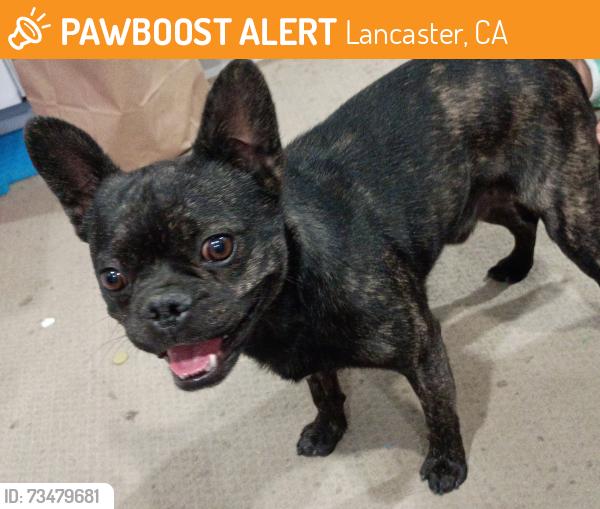 Found/Stray Male Dog last seen J-7 street, Lancaster, CA 93535