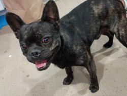 Found/Stray Male Dog last seen J-7 street, Lancaster, CA 93535