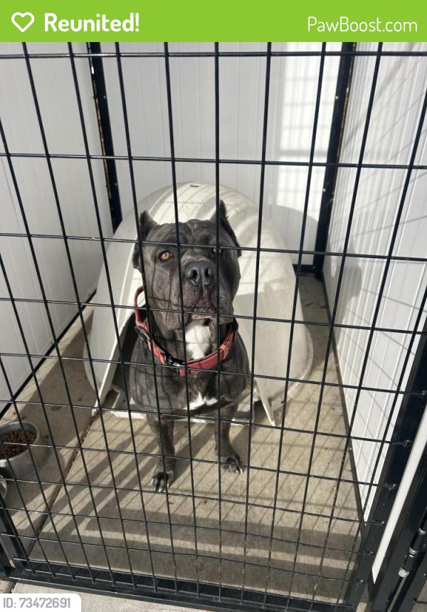 Reunited Male Dog last seen Baker and San Pablo, Seaside, CA 93955