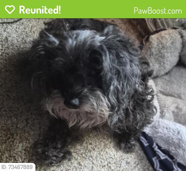 Reunited Female Dog last seen Route 4 and 63 monroe, Monroe, OH 45050