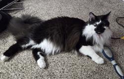 Lost Male Cat last seen Dayton Willows, Dayton, OH 45459