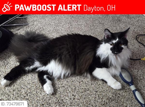 Lost Male Cat last seen Dayton Willows, Dayton, OH 45459