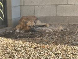 Found/Stray Male Dog last seen Front yard, Sunrise Manor, NV 89142