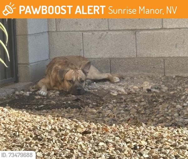 Found/Stray Male Dog last seen Front yard, Sunrise Manor, NV 89142