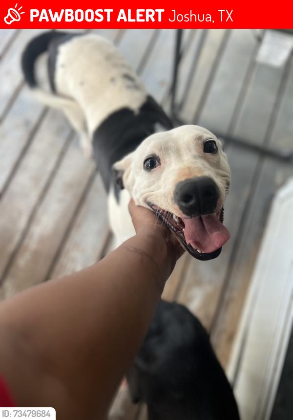 Lost Female Dog last seen Dove Meadows, Joshua, TX 76058