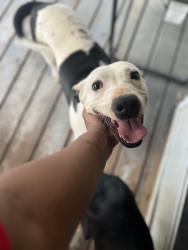 Lost Female Dog last seen Dove Meadows, Joshua, TX 76058