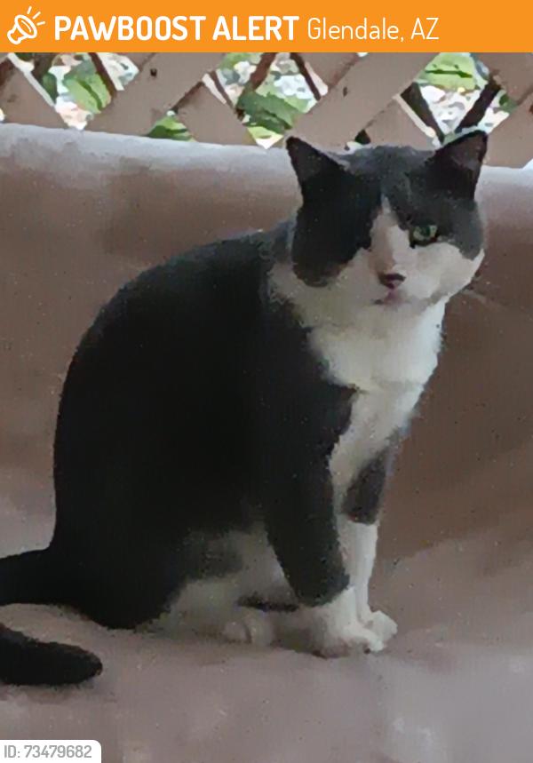 Found/Stray Male Cat last seen 35th Ave & Deer Valley road, Glendale, AZ 85308