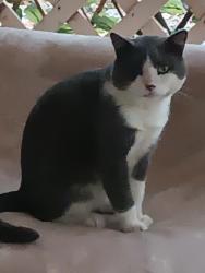 Found/Stray Male Cat last seen 35th Ave & Deer Valley road, Glendale, AZ 85308