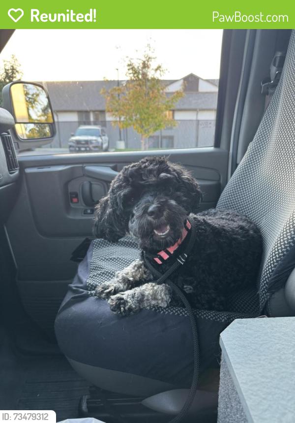 Reunited Unknown Dog last seen E College Ave/ Sunbury Rd, Westerville, OH 43081