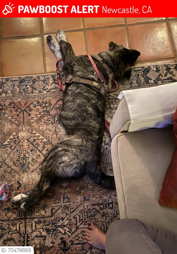 Lost Female Dog last seen Chili hill rd, Newcastle, CA 95658