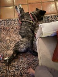 Lost Female Dog last seen Chili hill rd, Newcastle, CA 95658