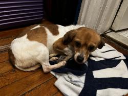 Found/Stray Female Dog last seen 71st Precinct 421 Empire Blvd, Brooklyn, NY 11203