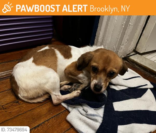 Found/Stray Female Dog last seen 71st Precinct 421 Empire Blvd, Brooklyn, NY 11203