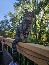 Lost Female Cat last seen Near Teacup Ln, Pineville Rd, Elmwood Dr, Chattanooga, TN 37405