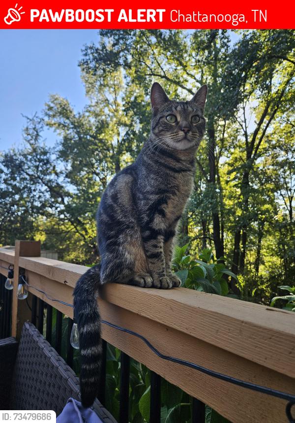 Lost Female Cat last seen Near Teacup Ln, Pineville Rd, Elmwood Dr, Chattanooga, TN 37405