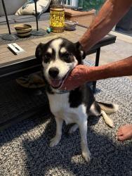 Reunited Male Dog last seen Loveland Miamiville, Loveland, OH 45140