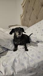Lost Female Dog last seen southton meadows, San Antonio, TX 78223