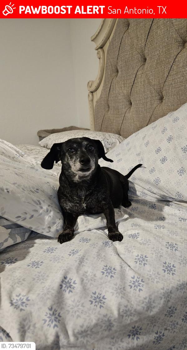 Lost Female Dog last seen southton meadows, San Antonio, TX 78223